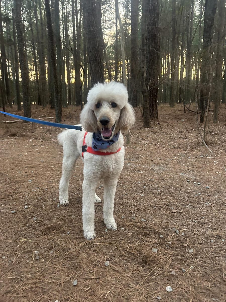 Dog at the Pumpkin Loop 